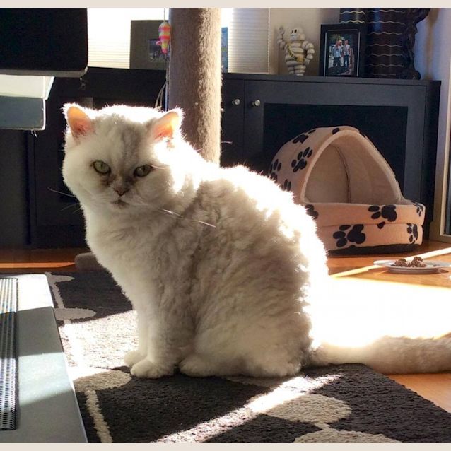 Photo of Princess Marshmallow