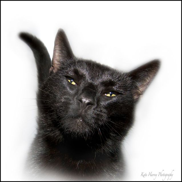 Photo of Cruiser