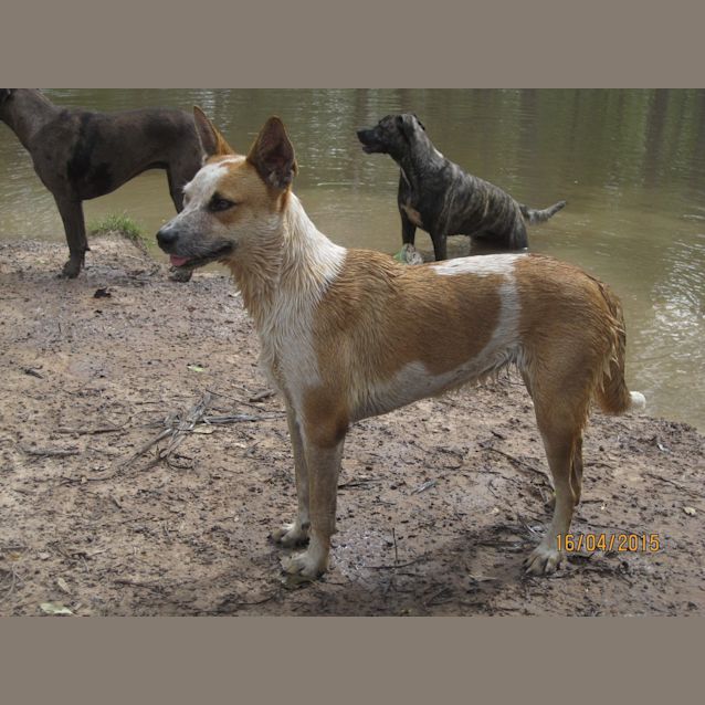 Photo of Gidget (Adoption Pending)