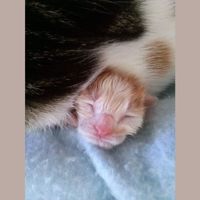 Photo of Magnus