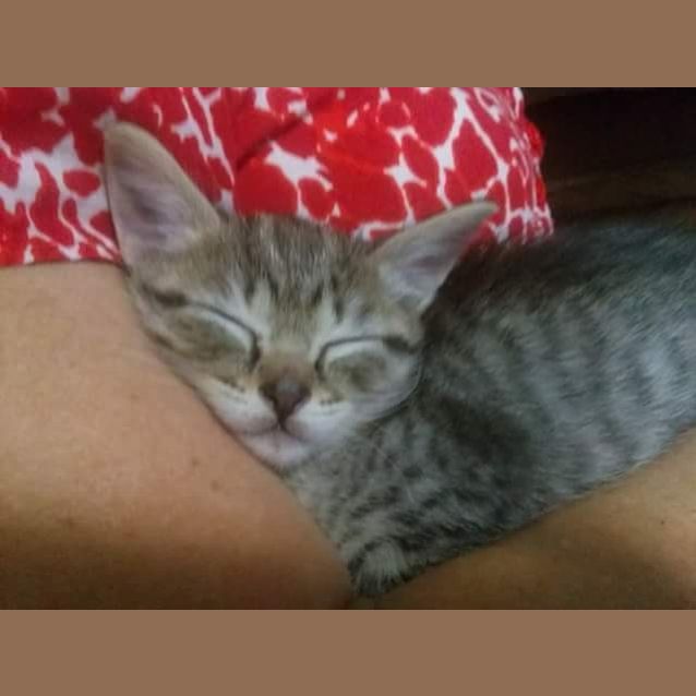 Photo of Nibs