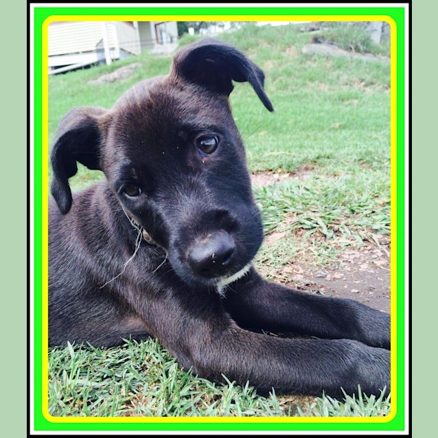 Photo of Eclipse ~ Kelpie X Puppy ~ On Trial 25/4/15