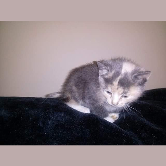 Photo of Sherrie