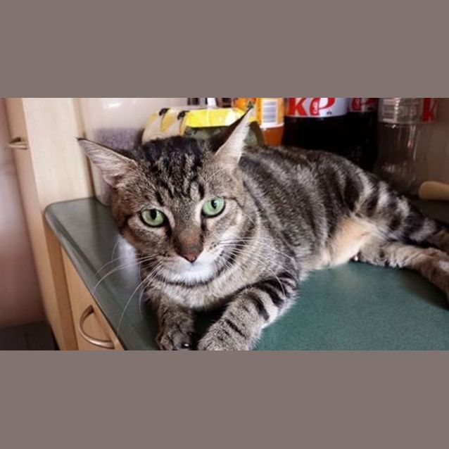 Photo of Lily