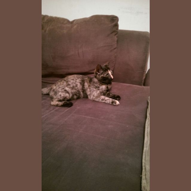 Photo of Cookie