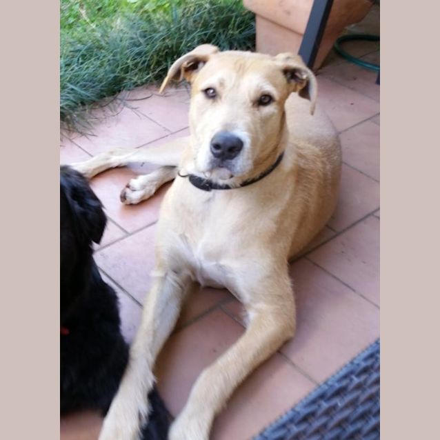 Photo of Archie