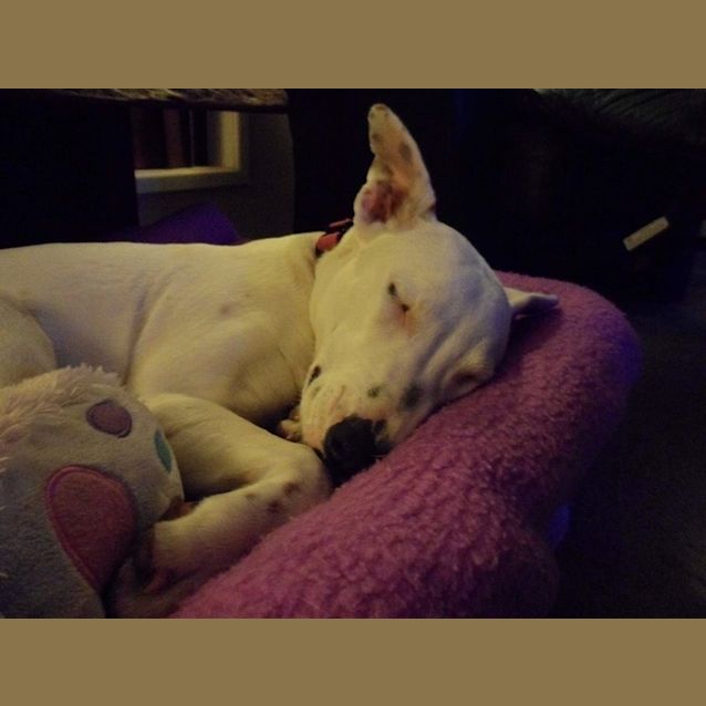 Photo of Mollie
