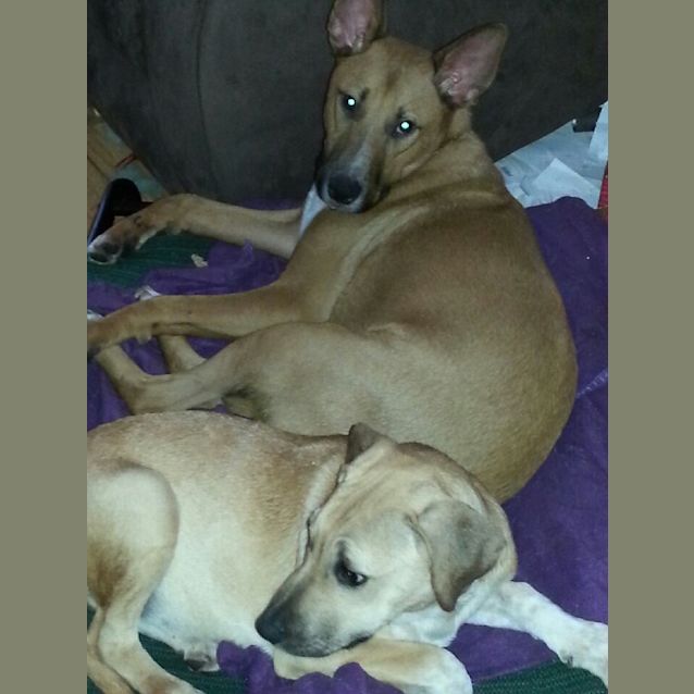 Photo of Nellie ** An Adorable Pup **