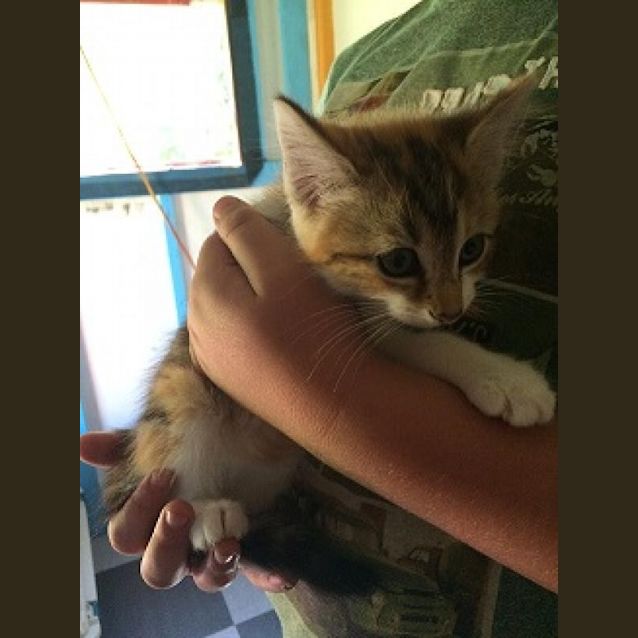 Photo of Athena