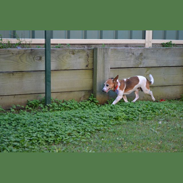 Photo of Franklin ~ Mini Foxie X (On Trial 8/5/15)