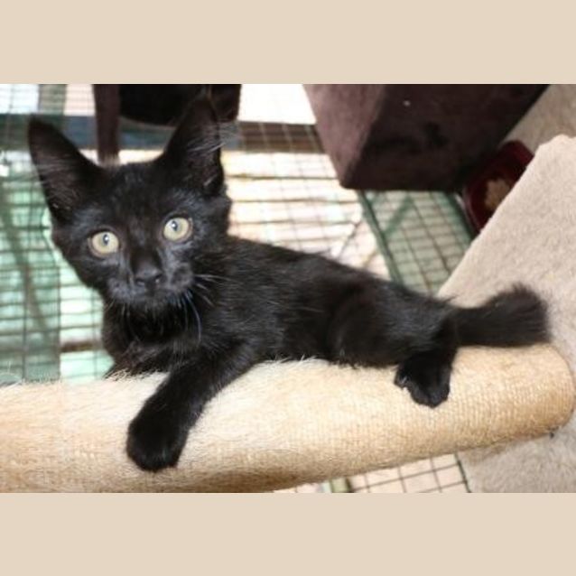 Photo of Mungo