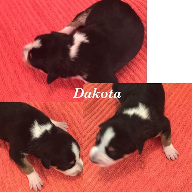 Photo of Dakota