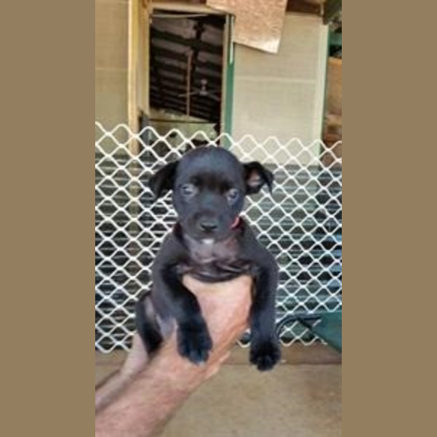 Photo of Diego (Bed21282) *Adopted*