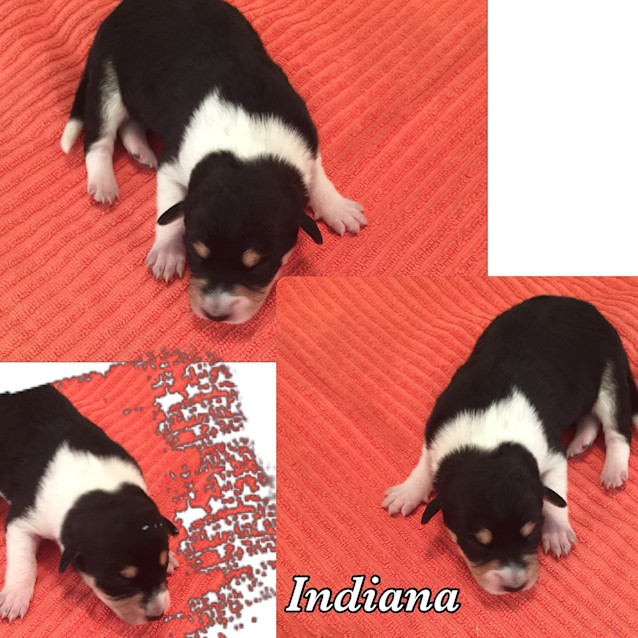 Photo of Indianna