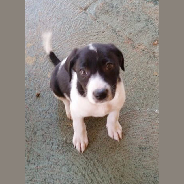 Photo of Penny