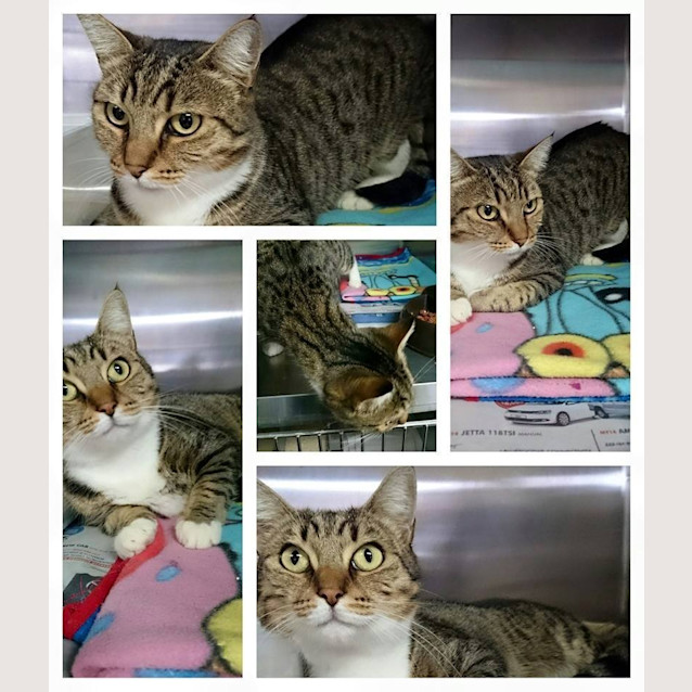 Photo of Tabitha   At The Pet House Erina