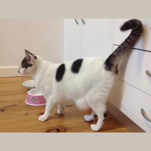 Photo of Suki