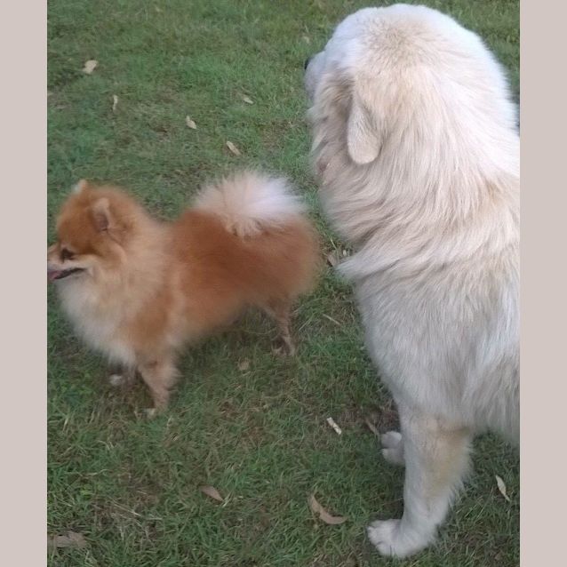 Photo of Austin (Adoption Pending)
