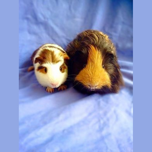 Photo of Dash And Scooter