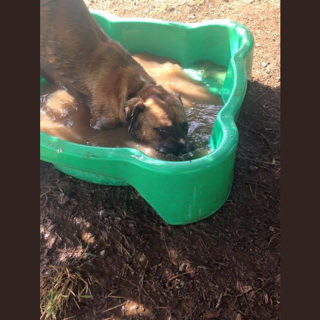 Photo of Anderson (Adoption Pending)