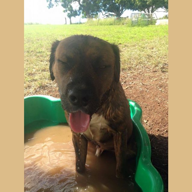 Photo of Anderson (Adoption Pending)