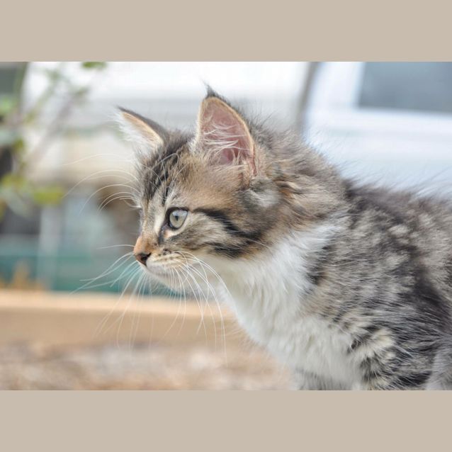 Photo of Echo