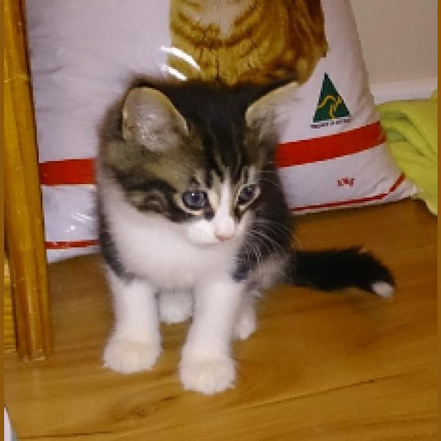Photo of Milo