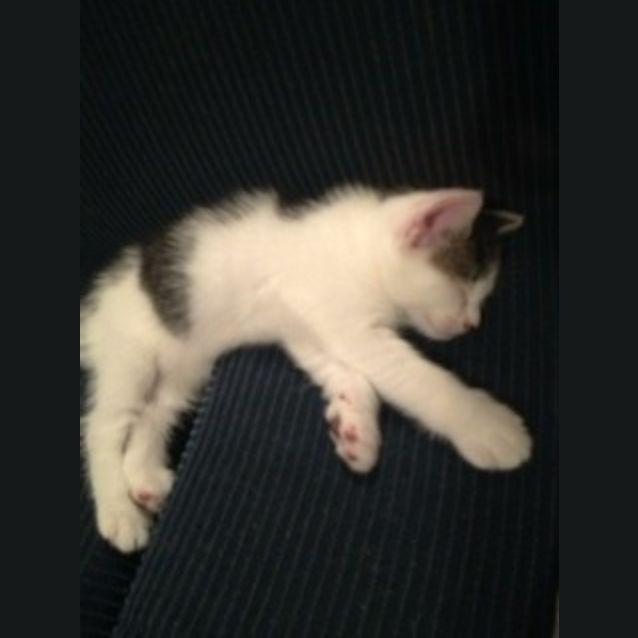 Photo of Teddy