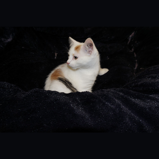 Photo of Izzie