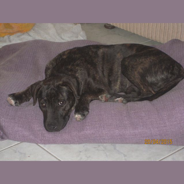 Photo of Hope (Adoption Pending)