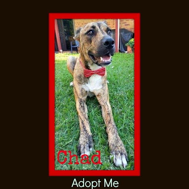 Photo of Chad ~ Great Dane X (Trial 16/5/15)