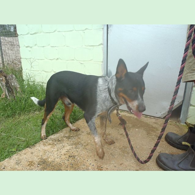 Photo of Scully (Adoption Pending)
