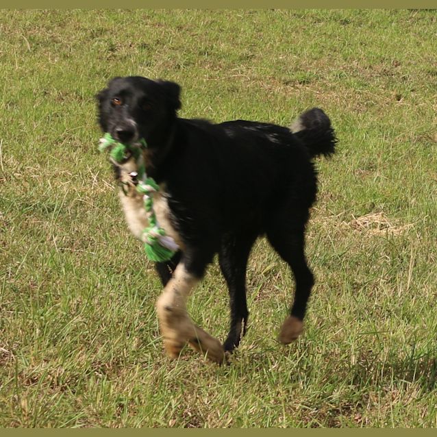 Photo of Zeek (Adoption Pending)