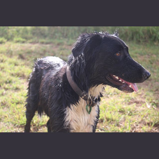 Photo of Zeek (Adoption Pending)
