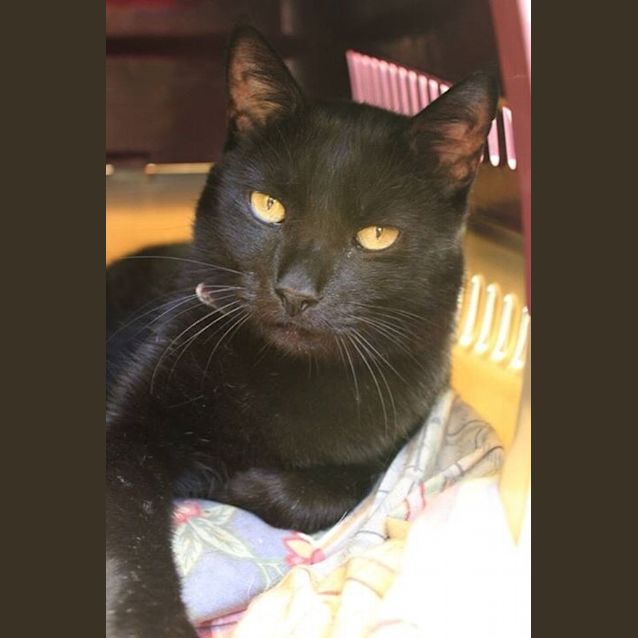 Photo of Stimpy