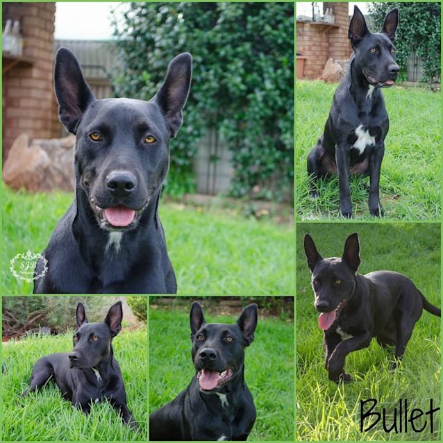 Photo of Bullet