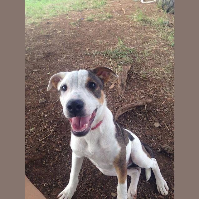 Photo of Saachi (Adoption Pending)