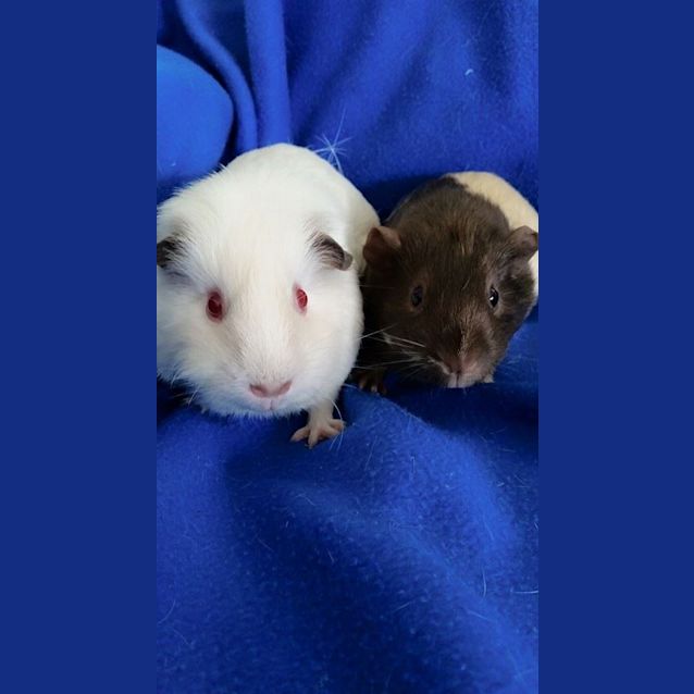 Photo of Bella And Mystique