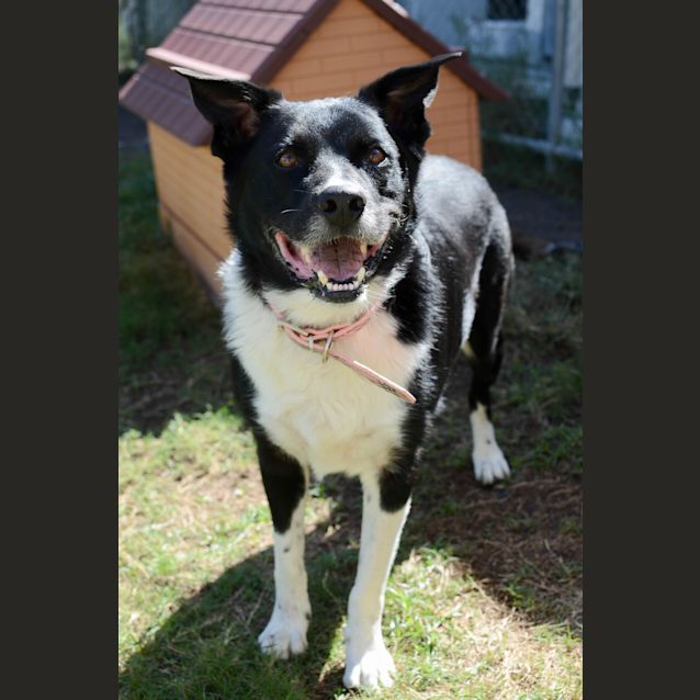 Photo of Toby