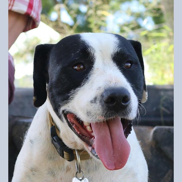 Photo of Connor (Adoption Pending)