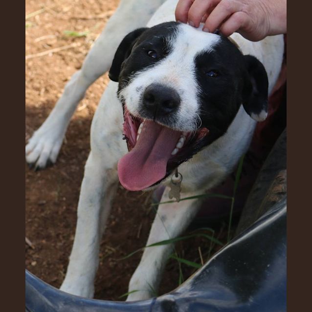 Photo of Connor (Adoption Pending)