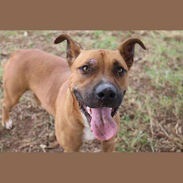 Photo of Nitro (Adoption Pending)