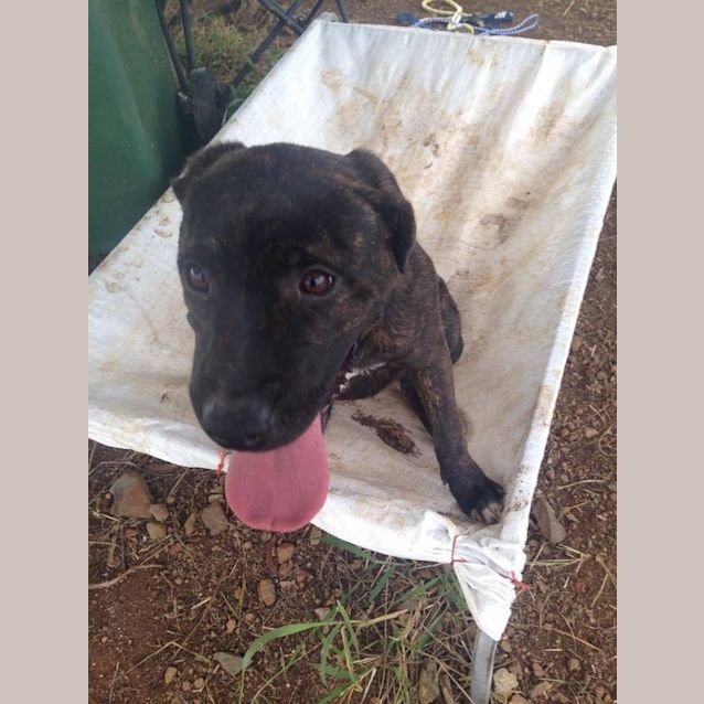 Photo of Hope (Adoption Pending)