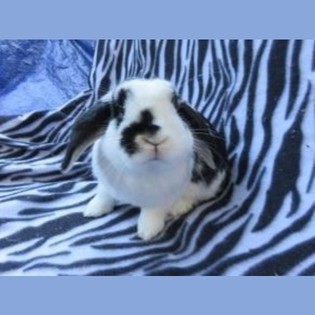 Photo of Ricky