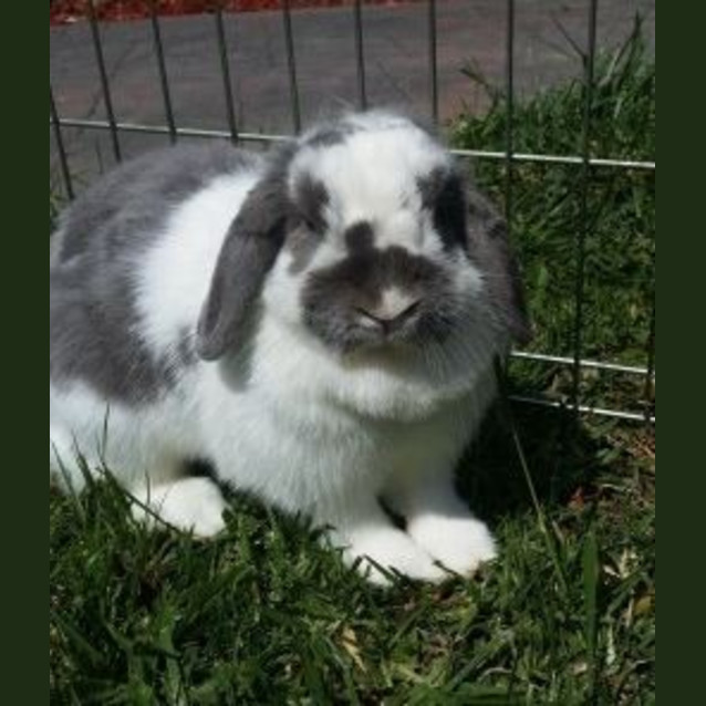 Photo of Bunny