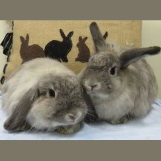Photo of Anabella & Vienna