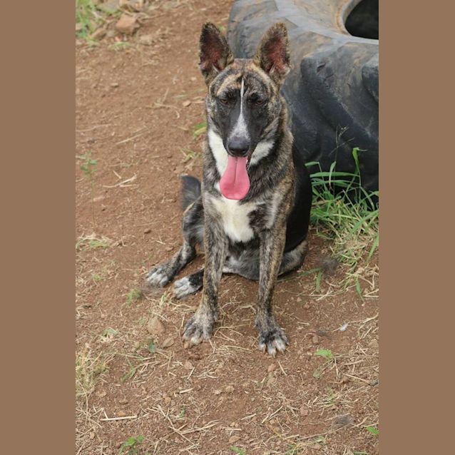 Photo of Wilma (Adoption Pending)