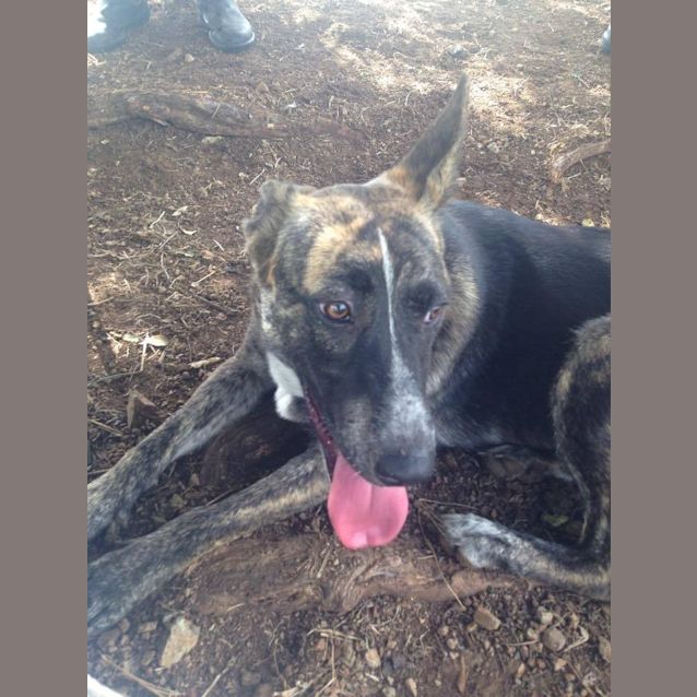 Photo of Wilma (Adoption Pending)