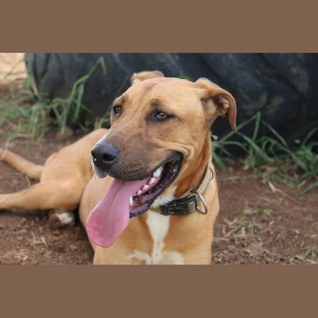 Photo of Missy (At Rspca Big Adopt Day Sept 19 Brisbane)