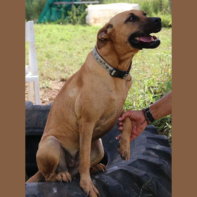 Photo of Missy (At Rspca Big Adopt Day Sept 19 Brisbane)